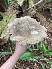 Caloboletus conifericola
