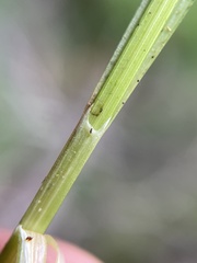 Carex canescens