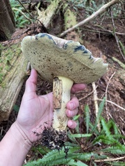 Caloboletus conifericola