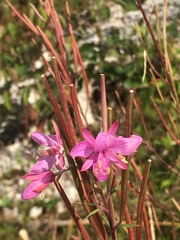 Chamaenerion dodonaei