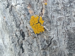Xanthoria parietina