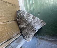 Catocala relicta
