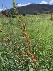Sphaeralcea fendleri
