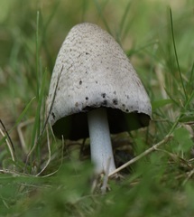 Coprinus