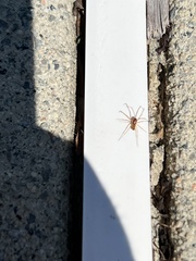 Araneae