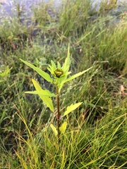 Bidens radiata