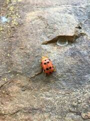 Podontia quatuordecimpunctata
