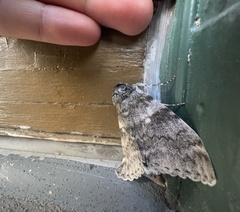 Catocala relicta