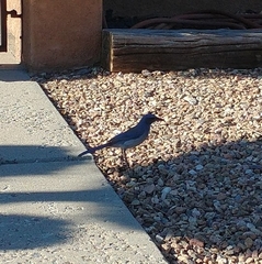 Aphelocoma woodhouseii