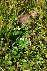Geum montanum