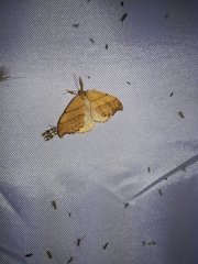 Falcaria lacertinaria