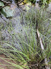 Carex canescens