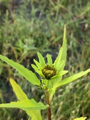Bidens radiata