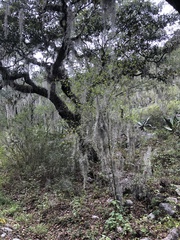 Tillandsia usneoides