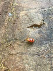 Podontia quatuordecimpunctata