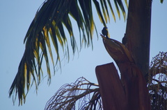 Thraupis palmarum