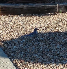 Aphelocoma woodhouseii