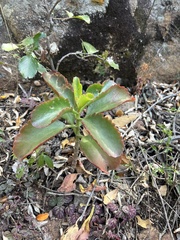 Kalanchoe