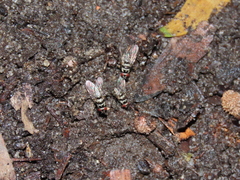 Limnophora obsignata