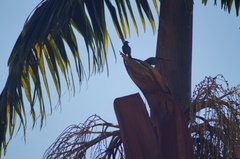 Thraupis palmarum