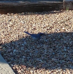 Aphelocoma woodhouseii