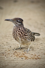 Geococcyx californianus