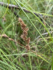 Carex cusickii