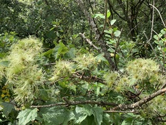 Clematis vitalba