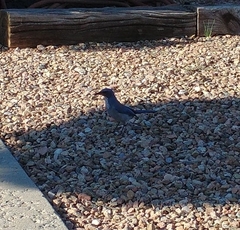 Aphelocoma woodhouseii