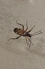 Ozophora picturata