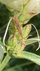 Protenor belfragei