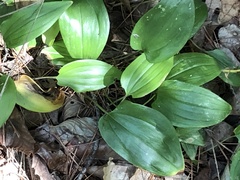 Maianthemum canadense