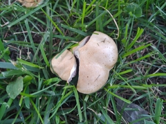 Clitocybe brunneocephala