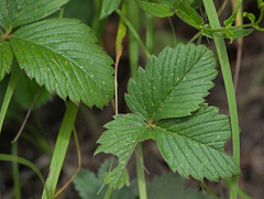 Fragaria viridis