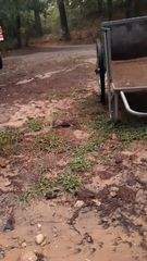 Leporidae