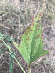 Atriplex patula