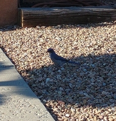 Aphelocoma woodhouseii