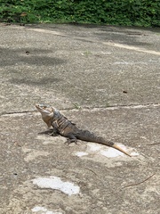 Ctenosaura similis