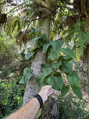 Dioscorea bulbifera