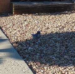 Aphelocoma woodhouseii