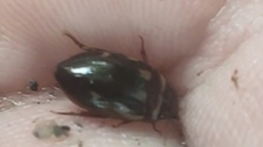 Platambus maculatus