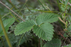 Fragaria viridis