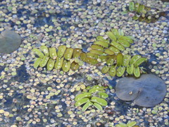 Salvinia natans