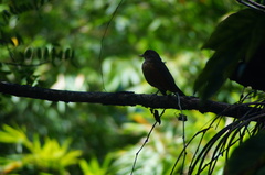 Turdus leucomelas