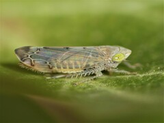 Synophropsis