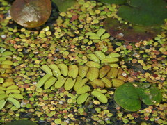 Salvinia natans
