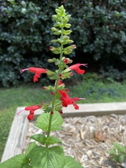 Salvia coccinea