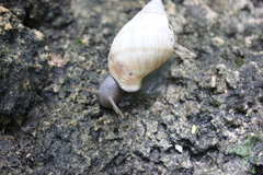 Bulimulidae
