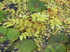 Salvinia natans