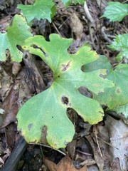 Sanguinaria canadensis